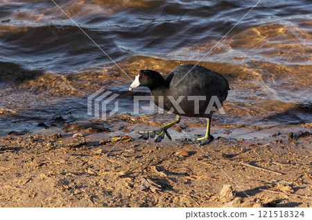 American Coot at Lake Tyler Marina near Whitehouse TX 121518324
