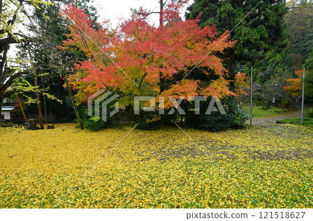 Autumn leaves and ginkgo trees at Jounichiji Temple in Himi City 121518627