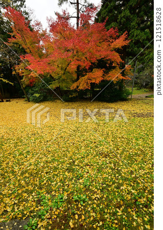 Autumn leaves and ginkgo trees at Jounichiji Temple in Himi City 121518628