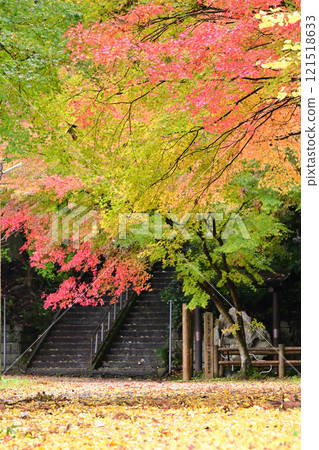 Autumn leaves and ginkgo trees at Jounichiji Temple in Himi City 121518633