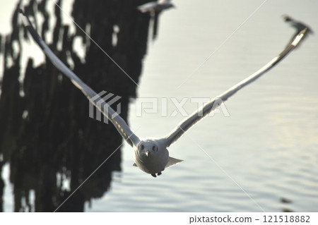 seagull evacuate in winter flying to feeding food on sea at red bridge travel location in Samutsakorn Thailand seagull evacuate in winter flying to feeding food on sea at red bridge travel location in Samutsakorn Thailand 121518882