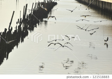 seagull evacuate in winter flying to feeding food on sea at red bridge travel location in Samutsakorn Thailand seagull evacuate in winter flying to feeding food on sea at red bridge travel location in Samutsakorn Thailand 121518883
