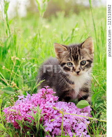 A little striped curious kitten is looking at the camera. A kitten in a green meadow with flowers and lilacs. 121518982