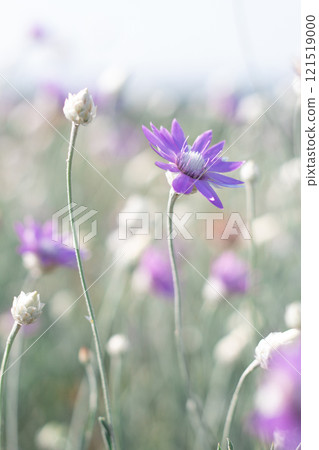 The color Is Very Peri. The flower of the color is Very Peri. A flower in the field. Indescribable beauty. Natural beauty. 121519000