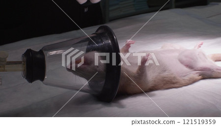 A veterinarian prepares a rat for surgery by administering anesthesia through a mask and checking vital signs on an operating table at a veterinary clinic. A rat undergoing surgery under anesthesia. A veterinarian prepares a rat for surgery by administering anesthesia through a mask and checking vital signs on an operating table at a veterinary clinic. A rat undergoing surgery under anesthesia. 121519359