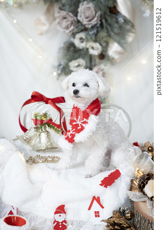 Maltipoo black king dressed in santa costume with christmas decorations Maltipoo black king dressed in santa costume with christmas decorations 121519612