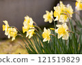 Yellow daffodil (narcissus) flower 121519829
