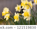 Yellow daffodil (narcissus) flower 121519830