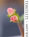 Pink buds 121519831