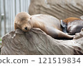 Seal taking a nap 121519834
