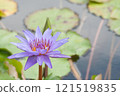 Dignified lotus flower 121519835