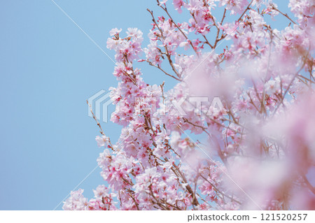 櫻花盛開的景象與藍天融為一體 121520257