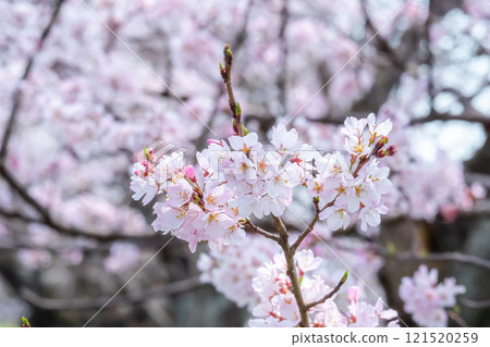 Branches of cherry blossoms in full bloom and pale pink in the background 121520259