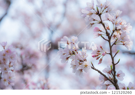 櫻花花瓣和蒼白背景的春天場景 櫻花花瓣和蒼白背景的春天場景 121520260