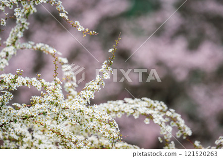 Spring scenery with a background of spiraea and blurred cherry blossoms Spring scenery with a background of spiraea and blurred cherry blossoms 121520263