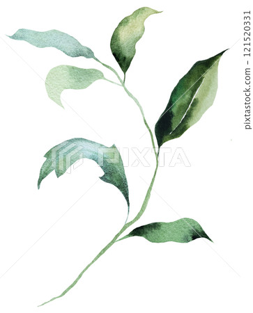 Watercolor twig with green leaves isolated illustration, botanical summer wedding element Watercolor twig with green leaves isolated illustration, botanical summer wedding element 121520331