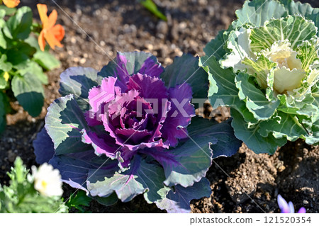 Jaboton 在冬季花壇 Jaboton 在冬季花壇 121520354