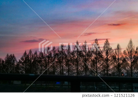 Sunset in a larch forest in early winter, when there is no snow due to global warming 121521126