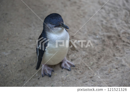 The Fairy penguin or blue penguin is so cute and local animal in phillip island,Australia 121521326