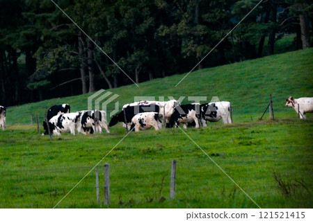 Dairy cows grazing at Ainozawa Farm in Takizawa, Iwate Prefecture 121521415