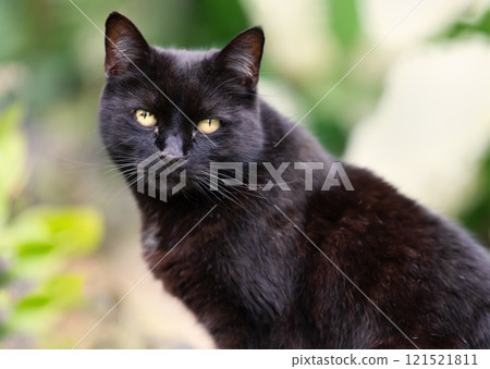 Portrait of a black cat sitting in a garden Portrait of a black cat sitting in a garden 121521811