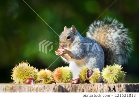 Grey squirrel eating sweet chestnut fruit on a tree stump in autumn 121521818