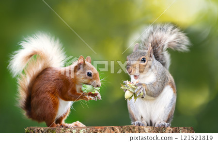 Red and grey squirrels eating hazelnuts on a tree stump 121521819