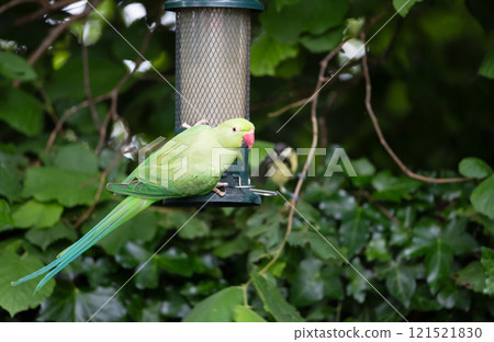 Rose-ringed parakeet standing on a bird feeder in a garden 121521830