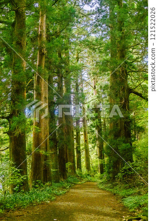 Ancient Highway Cedar Giants 121522026