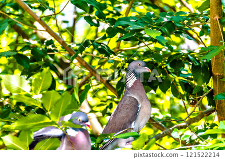 Pigeon in the branches of the tree preparing the nest to have their young 121522214