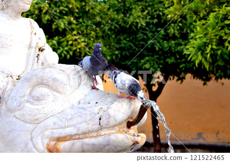Pigeon drinking water at the fountain 121522465