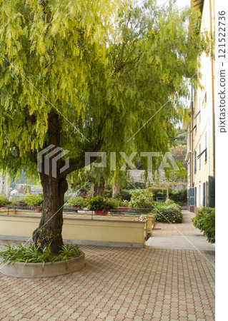 Anacardiaceae the californian pepper tree 121522736