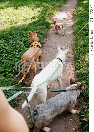 Dogs on walk in park. professional pet walker or pet babysitter, pack of animals on green lawn Dogs on walk in park. professional pet walker or pet babysitter, pack of animals on green lawn 121522874