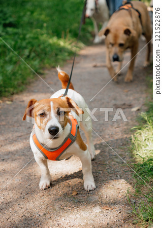 Jack Russell Terrier dog in a red harness on leash walk in park. professional dog walker in street 121522876