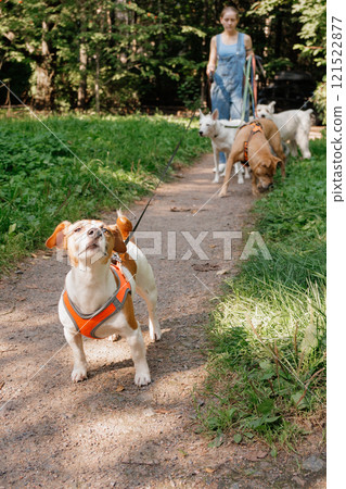 Jack Russell Terrier dog in a red harness on leash walk in park. professional dog walker in street 121522877