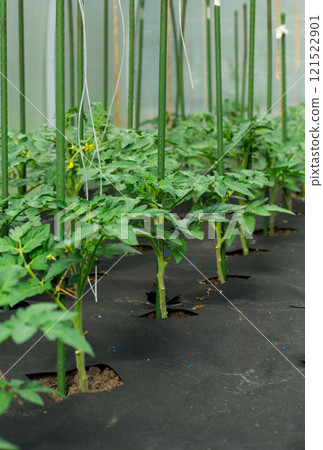 young sprouted tomato plant with several leaves growing out of the ground young sprouted tomato plant with several leaves growing out of the ground 121522901