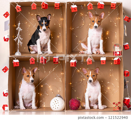 4 Basenji puppies sit individually in craft boxes with Christmas decorations. 4 Basenji puppies sit individually in craft boxes with Christmas decorations. 121522940