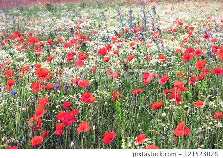 Beautiful green field with red poppy flowers. 121523028