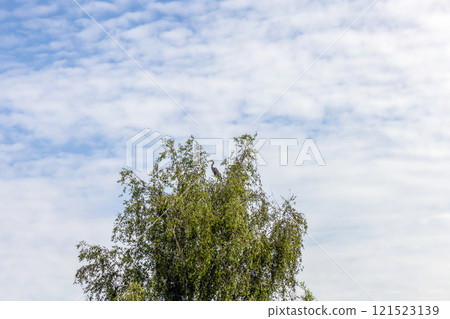 A stork in the nest on top of a birch tree against the sky. 121523139