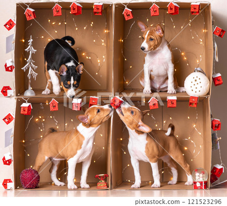 4 Basenji puppies are individually placed in craft boxes with Christmas decorations and interact with each other. 121523296