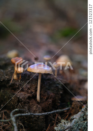 In the pine forest, toadstool mushrooms 121523317