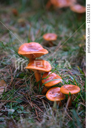In the pine forest, toadstool mushrooms 121523318