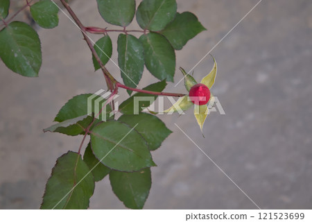 Emerging Wild Red Rose: A Bud on a Branch 121523699