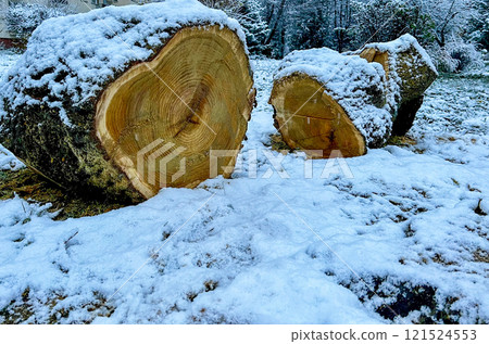 Wooden logs covered with snow in the winter forest, close-up Wooden logs covered with snow in the winter forest, close-up 121524553