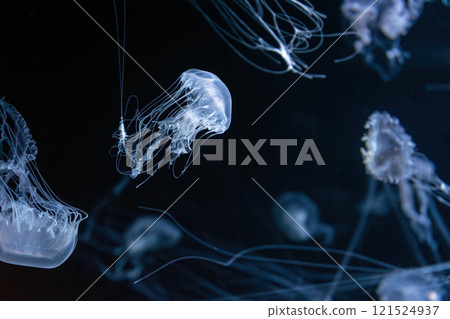 Group of Sanderia Malayensis, Amakusa Jellyfish swimming in aquarium pool with blue neon light Group of Sanderia Malayensis, Amakusa Jellyfish swimming in aquarium pool with blue neon light 121524937
