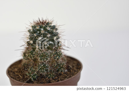 仙人掌 仙人掌 121524963