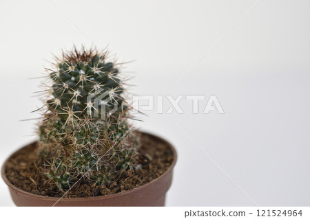 仙人掌 仙人掌 121524964