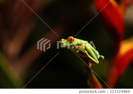 Frog on a flower - a red-eyed tree frog (agalychnis callidryas) closeup, sitting on a red flower Frog on a flower - a red-eyed tree frog (agalychnis callidryas) closeup, sitting on a red flower 121524969