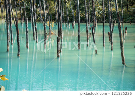 [Biei Town, Shirogane: Blue Pond and Water Mirror] 121525226