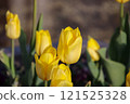Yellow tulips 121525328